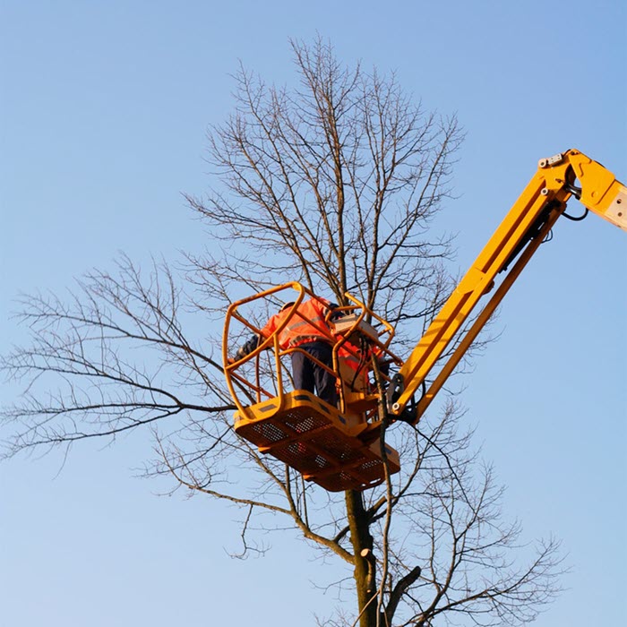 16 نکته برای خرد کردن کنده درخت با اره زنجیری 10